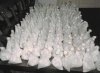 Mushroom Spawn 1.JPG
