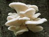 Oyster Mushroom.JPG