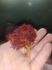 IMG-20200721-WA0000.jpg