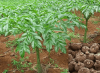 Elephant-Foot-Yam-Cultivation.png
