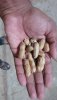 groundnut g24(1) - Copy.jpeg