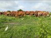NaturalGrazingCowsNature.jpg