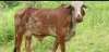 DesiCowGrazing2.jpg