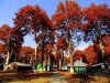 Beauty of Kashmiri Chinars.jpg