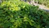 Avocaado-Butter Fruit-Graft Saplings-1.jpg