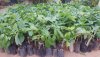 Avocado-Butter Fruit-Graft Saplings.-2.jpg