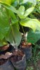 Avocado-Butter Fruit-Graft Saplings-3.jpg