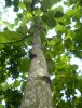 teak tree trunk.jpg