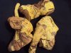 Salacia rt - Copy.JPG