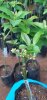 Best Avocado Graft 2 year old with flower. big fruits in 2-3 years. Two-three fruits will weig...jpg