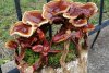 Red-Reishi-Mushroom-Growing-Kit-Ganoderma-lucidum-Antlers-Conks.jpg