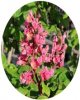 Horse Chestnut.jpg