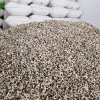 bulk moringa seeds 1000x1000.jpg