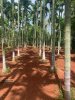 Palya-FarmLand-2021-06-29-16-05-34.jpg