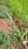 WhatsApp Image 2021-07-27 at 4.30.06 PM.jpeg