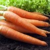 Carrot seeds.jpg