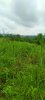 land pic3.jpeg