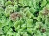 azolla.jpg