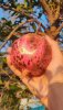 20221009POMEGRANATE.jpg