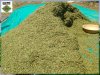 N_Stevia_Dry_Leaves_2.jpg