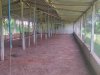 dharwad poultry pictures 12.jpeg