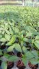 Bird Eye Chilli Saplings-Green and White. 1.jpg