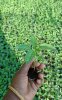 Bird Eye Chilli Saplings-Green and White. 2.jpg