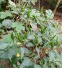 Bird Eye Chill- Green - 4 months old with fruits..jpg