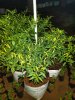Bird Eye Chilli - White - 4 months age with fruits..jpg