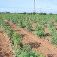 indian agri