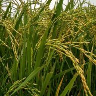 agriculturesunil