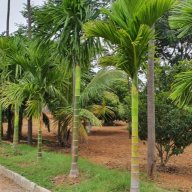 srinifarm