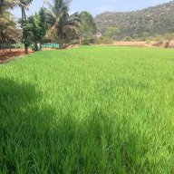 paandiar