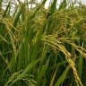 agriculturesunil