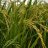 agriculturesunil