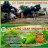 cv taro leaf indonesia