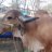 gir dhenu farms