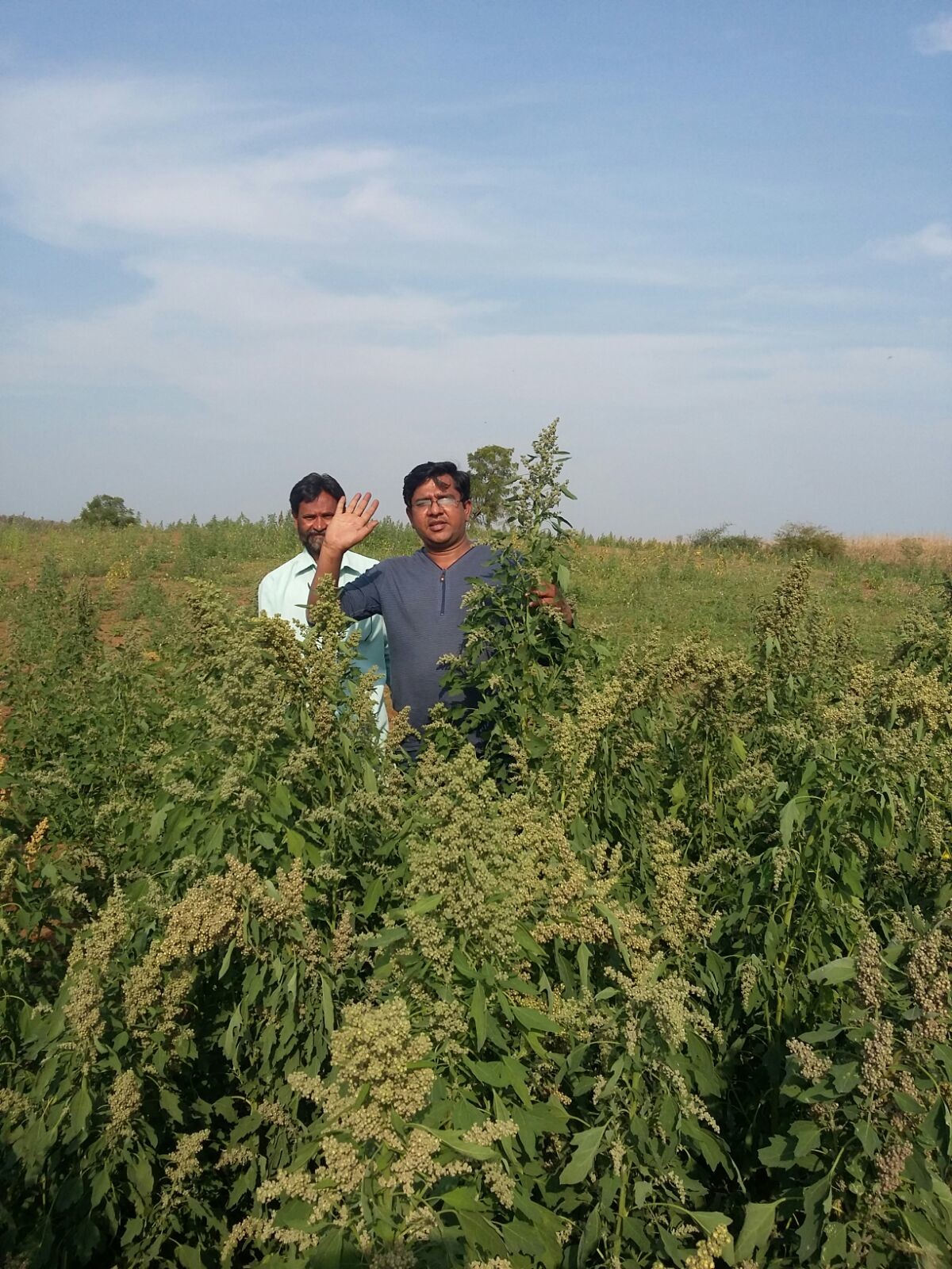 quinoa yield per acre