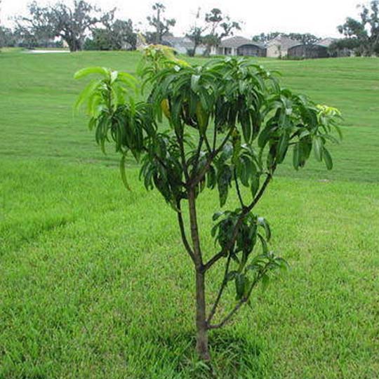 mango plants agricultureinformation com
